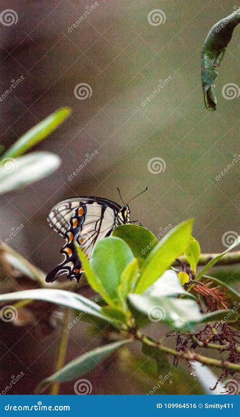Glaucus De Tiger Swallowtail Butterfly Papilio Foto De Archivo Imagen
