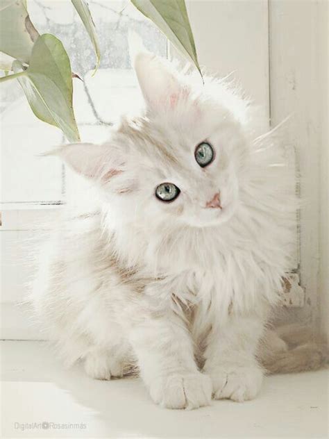 White Cats Are Beautiful 30 Photos Kitty Bloger