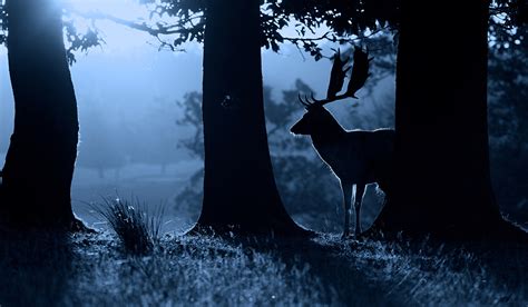 Photo Deer Horns Night Time Animals