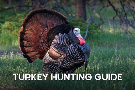 turkey hunting guide the basics for new hunters
