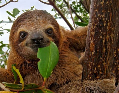 Brown Throated Three Toed Sloth World Land Trust