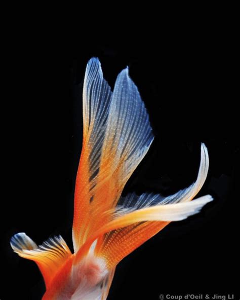 Goldfish Animal Photographyart Decor Wall Artstill