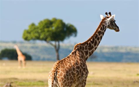 Trees Giraffe Wallpapers And Images Wallpapers Pictures Photos