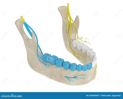 3d Render Of Mandibular Arch With Gow Gates Nerve Block Stock