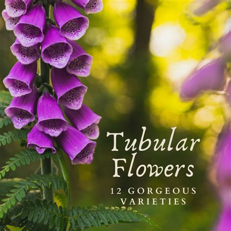 A List Of Tubular Flowers Top 12 Tube Shaped Flowering Plants Dengarden