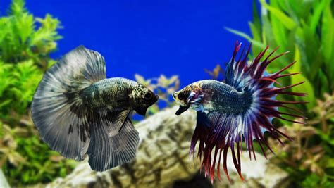 How To Care For Siamese Fighting Fish The Courier Ballarat VIC