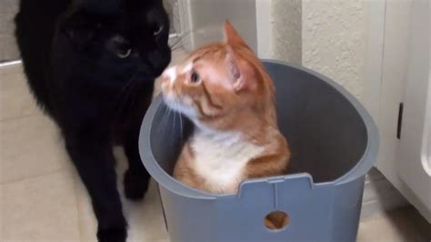 Cats Cole And Marmalade Squeeze Themselves Into Any Place They Can Fit
