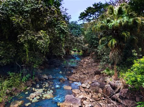 Tropical Jungle Creek At Waimea Valley North Shore Oahu 1 2traveldads