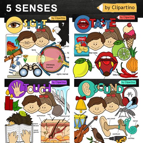 Five Senses Clip Art Teaching Resources