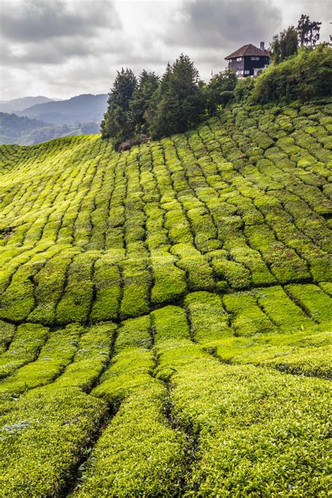 Tea plantation in cameron highlands ,malaysia. Green Tea Plantation-Cameron Highlands, Malaysia Stock ...