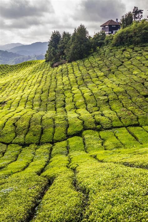 Whilst there are a few very humble cameron highlands. Green Tea Plantation-Cameron Highlands, Malaysia Stock ...