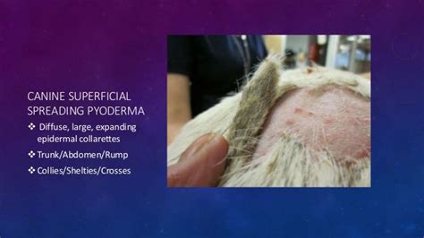 Diagnosis And Treatment Of Canine Pyoderma