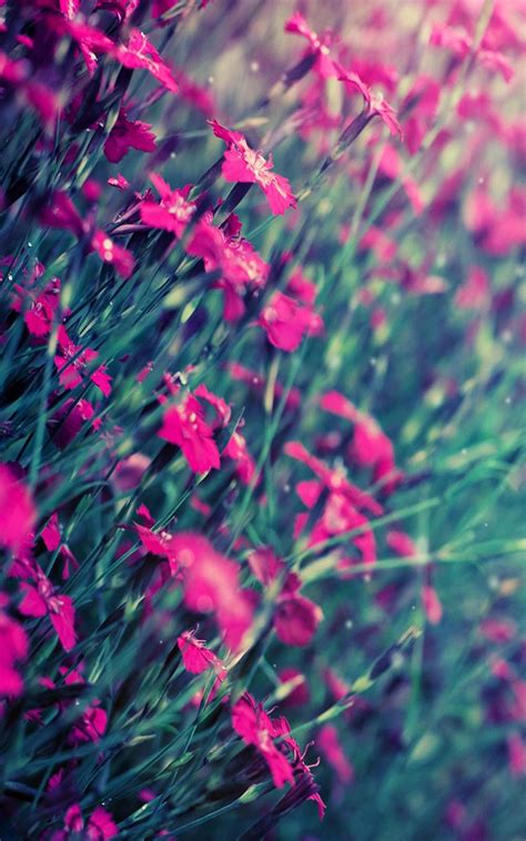 Beautiful Pink Flowers Free 4k Ultra Hd Mobile Wallpaper