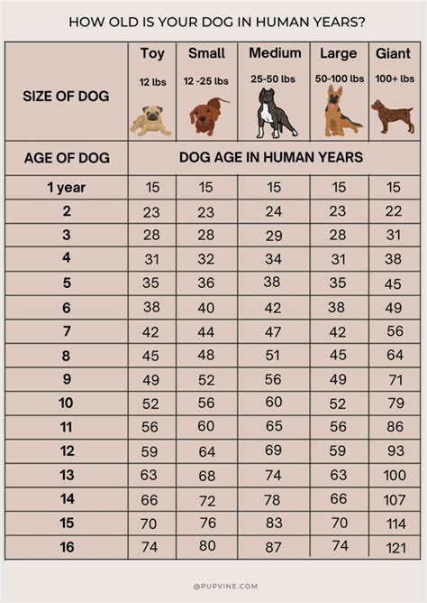 Dog Years To Human Years What Is My Dogs Age