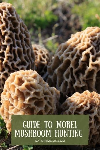 A Guide To Morel Mushroom Hunting And Foraging