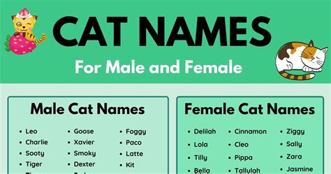 Watch200 Unique Cat Names No One Is Using Unique And Rare Cat Names