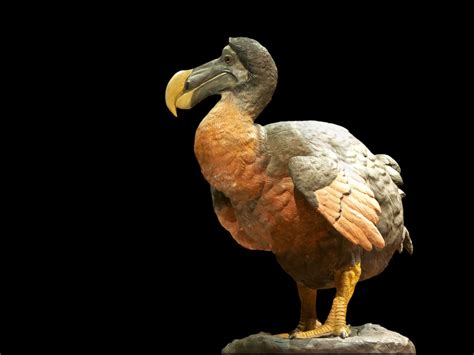 De Extinction Company Wants To Bring Back The Amazing Dodo Bird