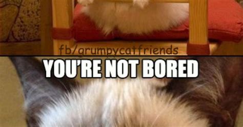 Im Bored Entertain Me Youre Not Bored Youre Boring Grumpy Cat