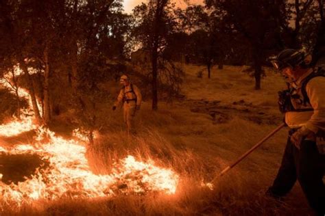 Ancient Trees Reveal Relationship Between Climate Change Wildfires