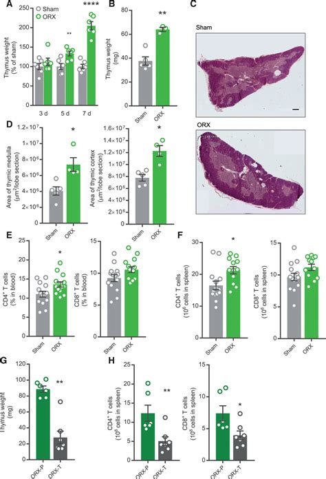 testosterone protects against atherosclerosis in male mice by targeting thymic epithelial cells