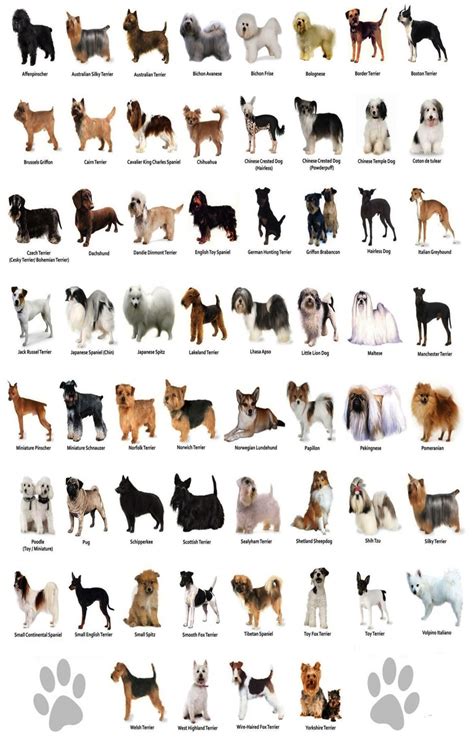 The Dog Different Dog Breeds Infographic Chart 18x28 45cm70cm Poster