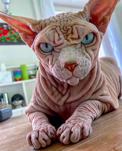 5 Facts About The Hairless Sphynx Cats Catman Cute Hairless Cat