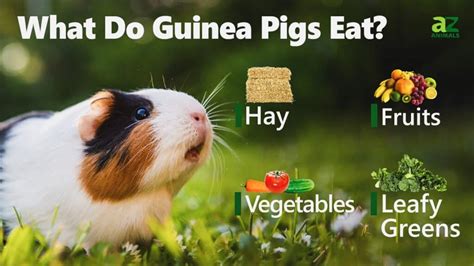 Guinea Pig Diet What Do Guinea Pigs Eat A Z Animals