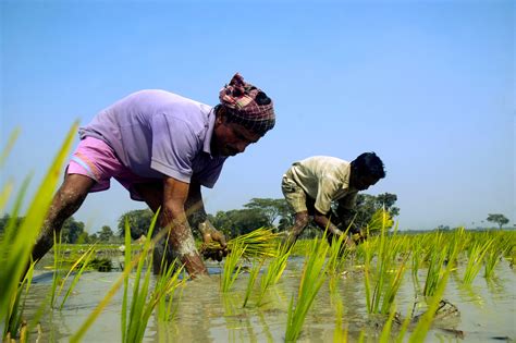 Free Photo Bangladesh Rice Fields Bangladesh Field Green Free