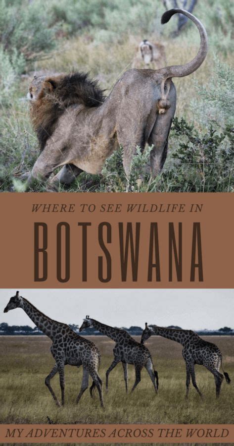 Where To See Wildlife In Botswana Africa Travel Guide Botswana