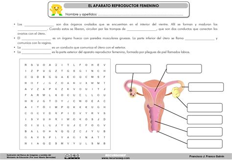 Aparato Reproductor Femenino Sopa De Letras Ilustraci N Y Texto