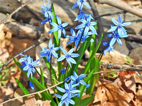 Maybe you would like to learn more about one of these? Scilla siberica - Siberian Squill | World of Flowering Plants