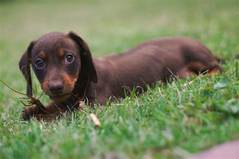 This Wiener Dog Is The Sweetest And Most Patient Pet In The World