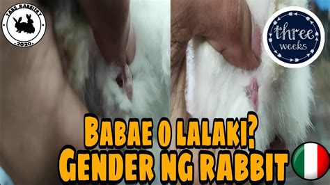 paano malalaman kung babae o lalaki ang kuneho how to determine rabbit gender rabbit farming