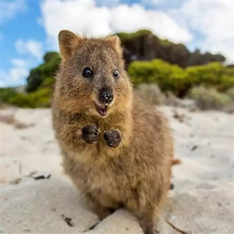 Adorable Pictures Of Quokkas The Happiest Animals In The World