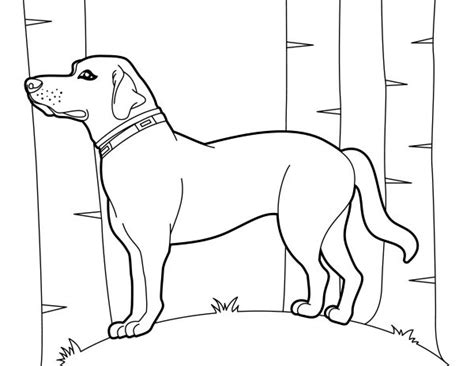 Free Black Lab Coloring Pages