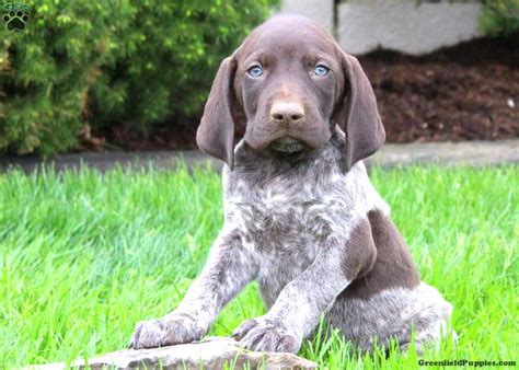 In these cases, we help the family find an appropriate new home for the dog. Gandolph - German Shorthaired Pointer Puppy For Sale in ...