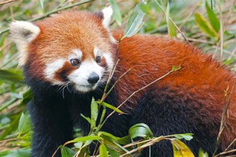 Crvena Panda Ekologija