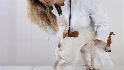 Analbeutelentzündung Bei Hunden Was Du Dagegen Tun Kannst Dr Sam