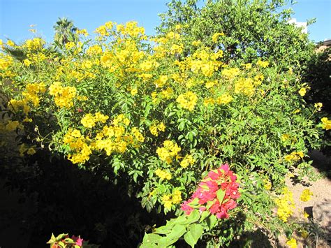 Img3932 Arizona Yellow Bells Tecoma Stans Nancy Mumpton Flickr