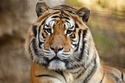 Why Are Tigers Endangered And What Can Be Done To Help The