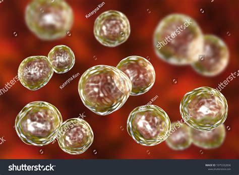 Blastomyces Dermatitidis Fungi Causative Agent Disease Stock Illustration 1075332836 Shutterstock
