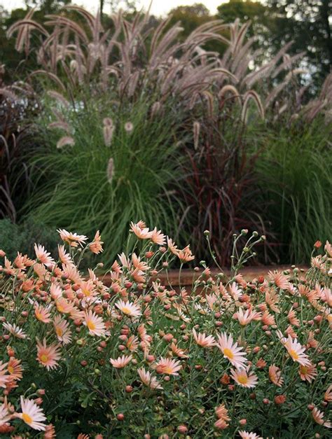 four favorite plants for fall color finegardening fall plants plants fall colors
