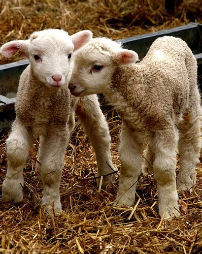Lamb Baby Sheep Baby Animals Photo 19892340 Fanpop