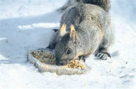 Do Squirrels Eat Suet Squirrels Nutritious Diet