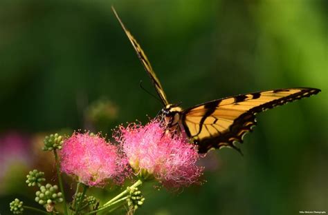 The Following Series Of Eastern Tiger Swallowtails Were Photographed At