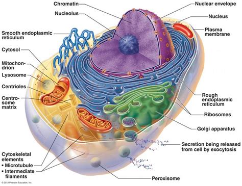 Different from other eukaryotic cells, such as plant cells, because centrioles function: Animal Cell Features