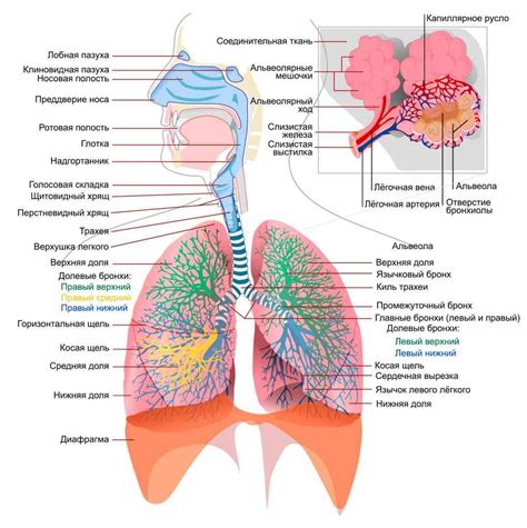Дыхательная система человека - органы, схема, процессы и работа ...