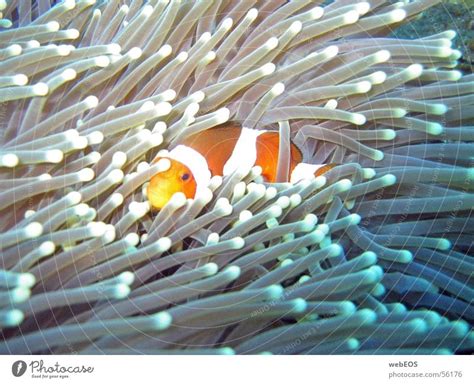 Nemo Anemone Fishes A Royalty Free Stock Photo From Photocase