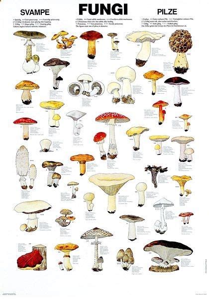Edible Fungi Chart Andy Pinterest