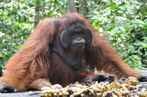 Help With The Orangutans Food Preparation And Feeding Process In Malaysia